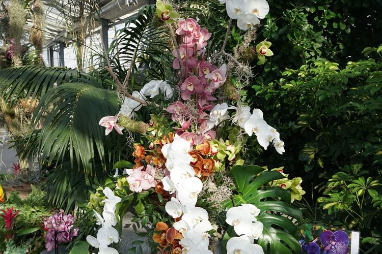 KM TRAVEL, výstava orchidejí Hirschstetten, Vídeň