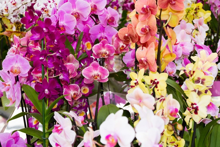 KM TRAVEL, výstava orchidejí v Klosterneuburgu