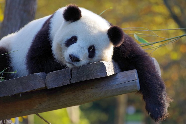 Vídeňská zoo má jako jedna z málo Zoo v Evropě pandu, jednodenní výlet KM TRAVEL