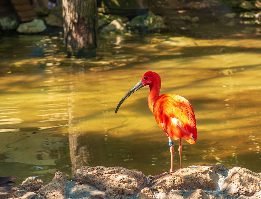 KM TRAVEL, Slovensko, Zoo Bojnice -  Ibis červený