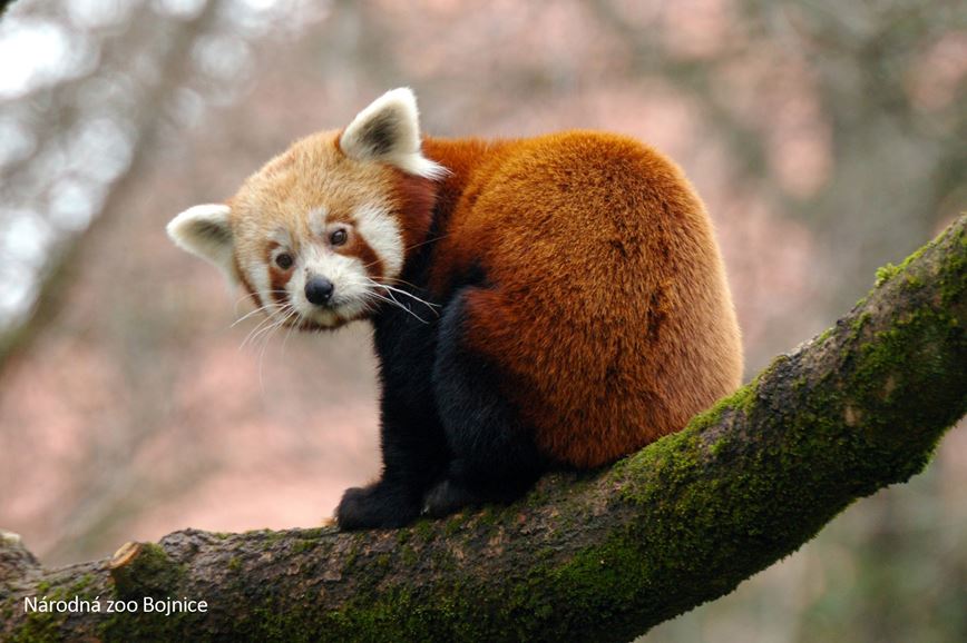 KM TRAVEL, Slovensko, Zoo Bojnice -  panda červená