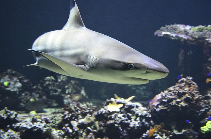 Blog KM TRAVEL - výskyt žraloků v Chorvatsku r. 2019