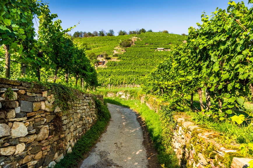 CK KM TRAVEL, Dunajská cyklostezka, vinice v údolí Wachau